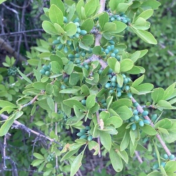 Forestiera pubescens Owoc