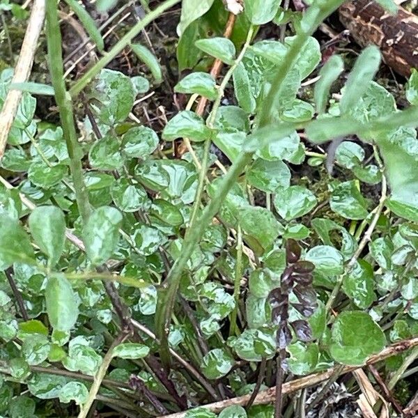 Cardamine pratensis 叶