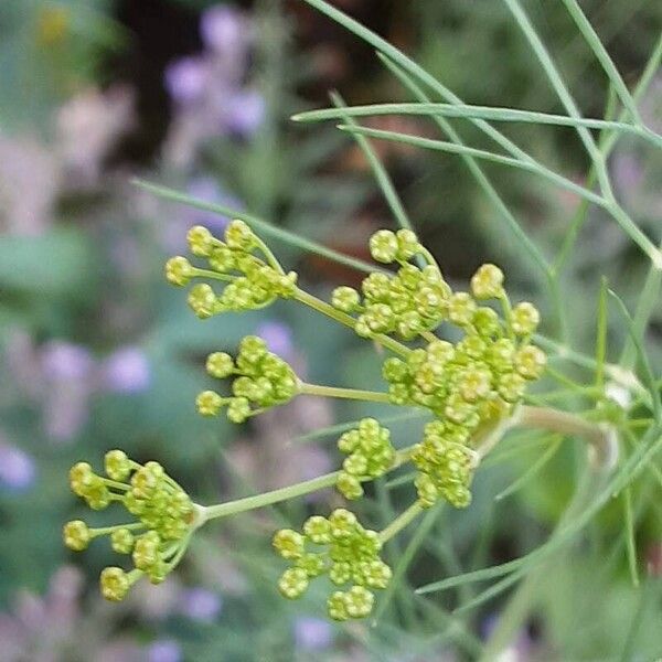 Anethum graveolens Lorea