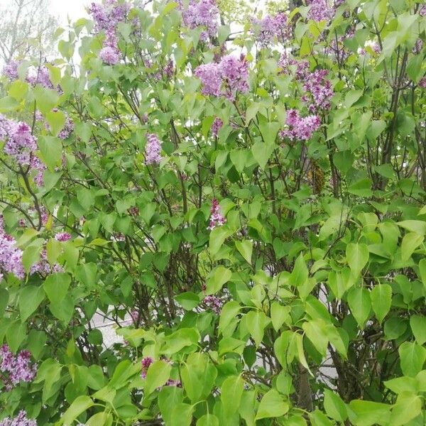 Syringa vulgaris Blomst