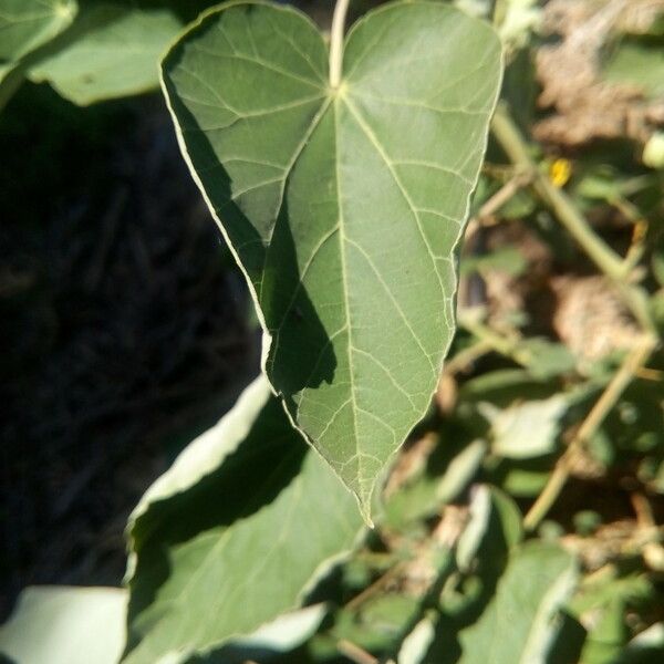 Abutilon exstipulare Leaf