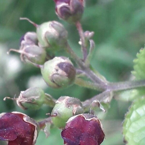 Scrophularia auriculata 果實