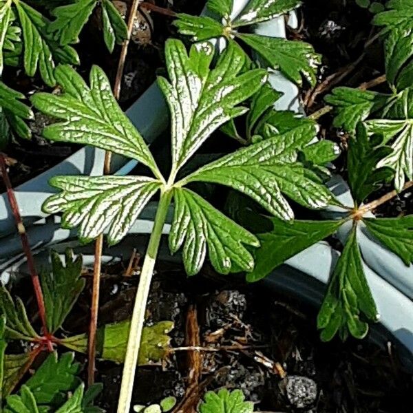 Potentilla argentea Liść