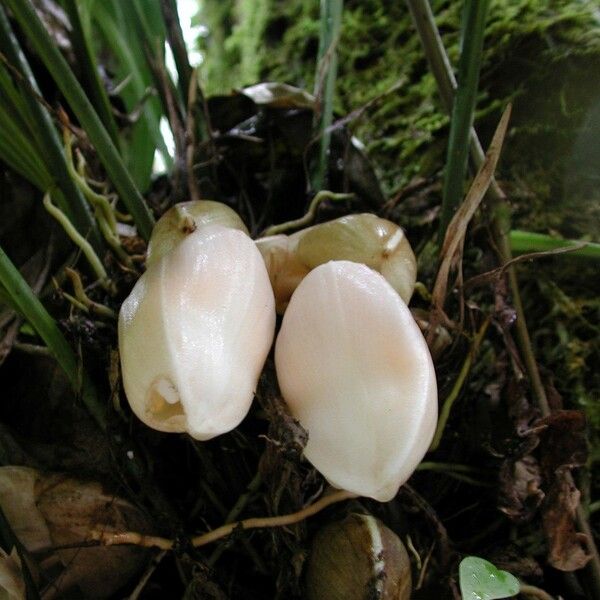 Stanhopea ecornuta Altres