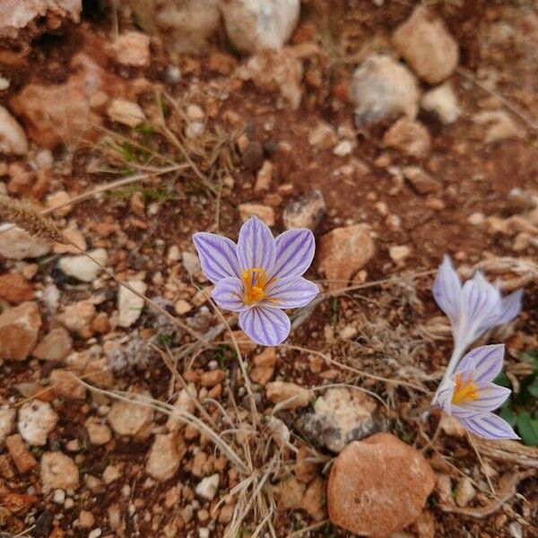 Crocus versicolor 花