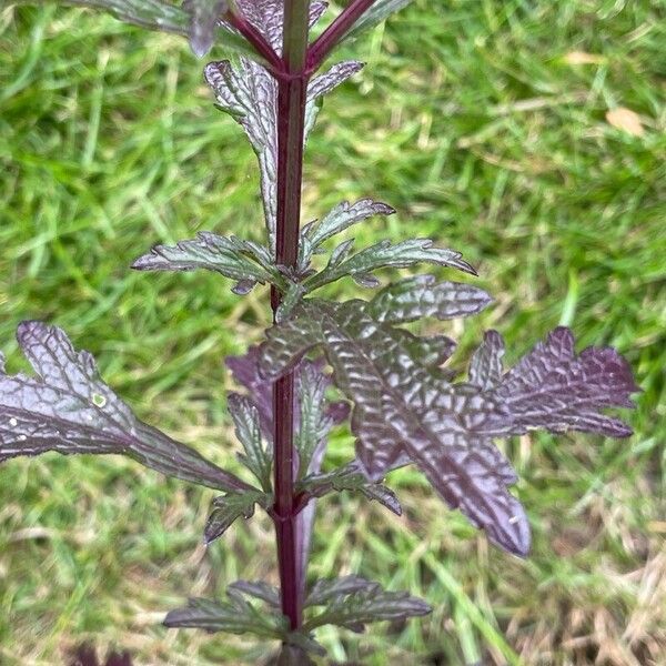 Verbena officinalis Blad