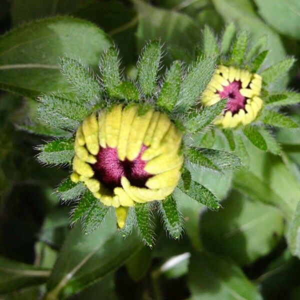 Rudbeckia hirta Fiore