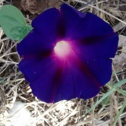 Ipomoea purpurea Λουλούδι