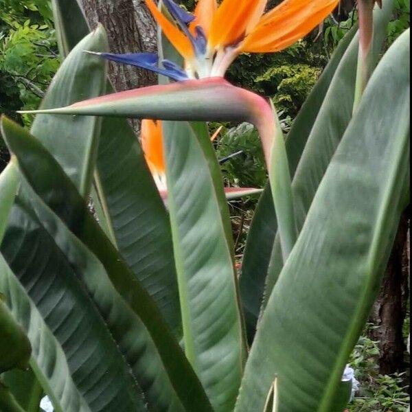 Strelitzia reginae Flower