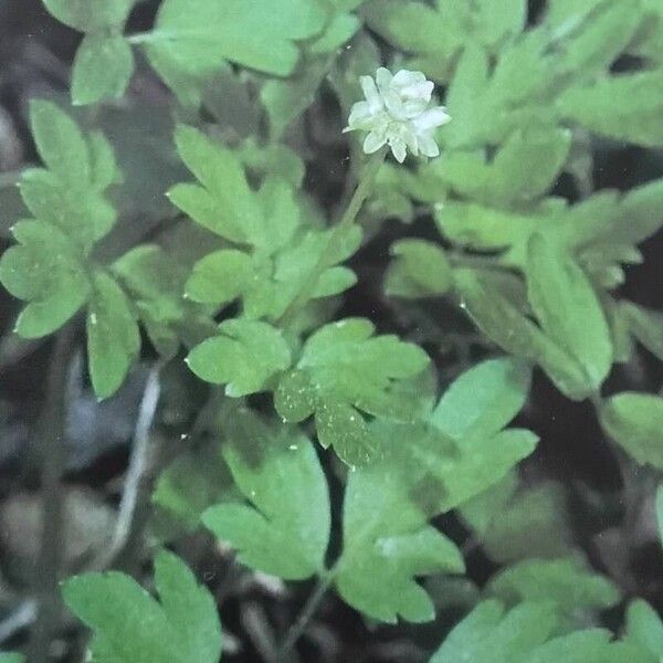 Adoxa moschatellina Habit