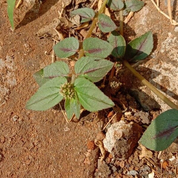 Euphorbia hirta Leaf