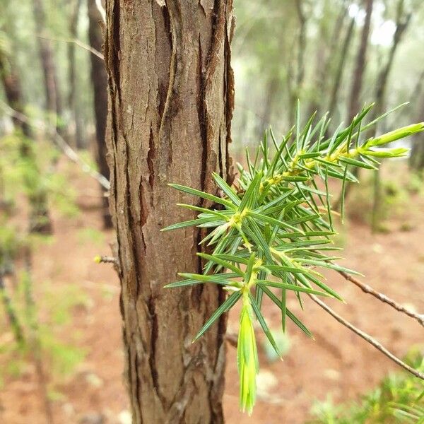 Juniperus cedrus बार्क (छाल)