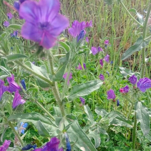 Echium plantagineum Blad