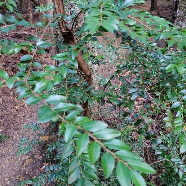 Vaccinium ovatum Blad