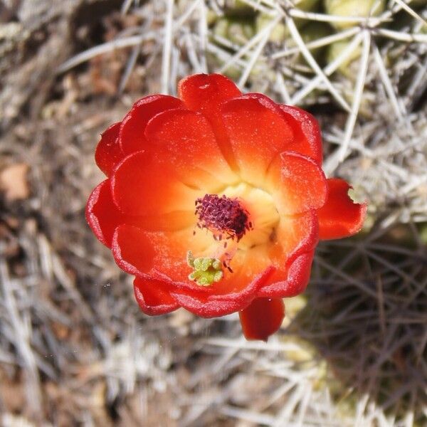 Echinocereus triglochidiatus Λουλούδι