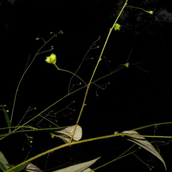 Wissadula periplocifolia Plante entière