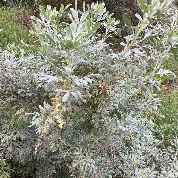 Artemisia thuscula Leaf