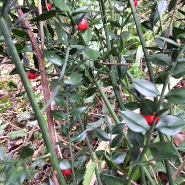 Ruscus aculeatus Ffrwyth