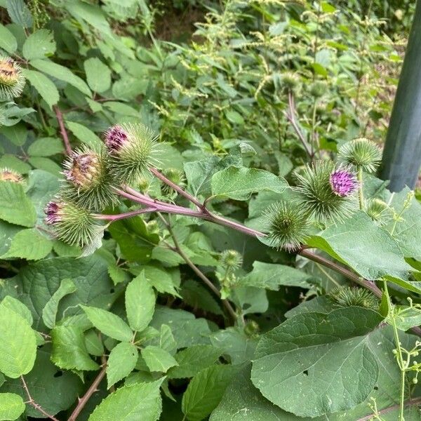 Arctium lappa Квітка