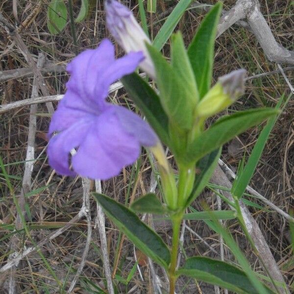 Ruellia geminiflora 花