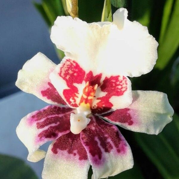 Oncidium spp. Cvet