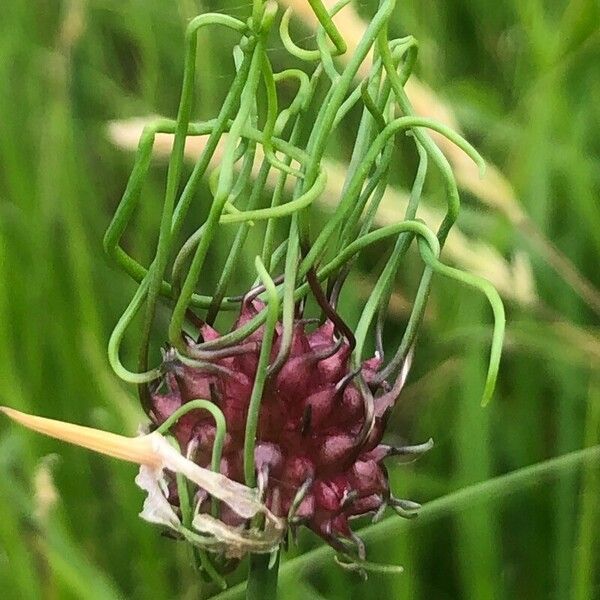 Allium vineale Flor