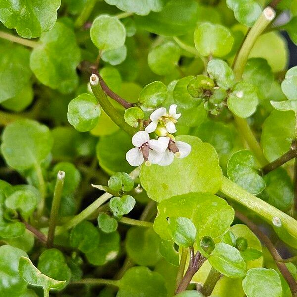 Nasturtium officinale Blomma