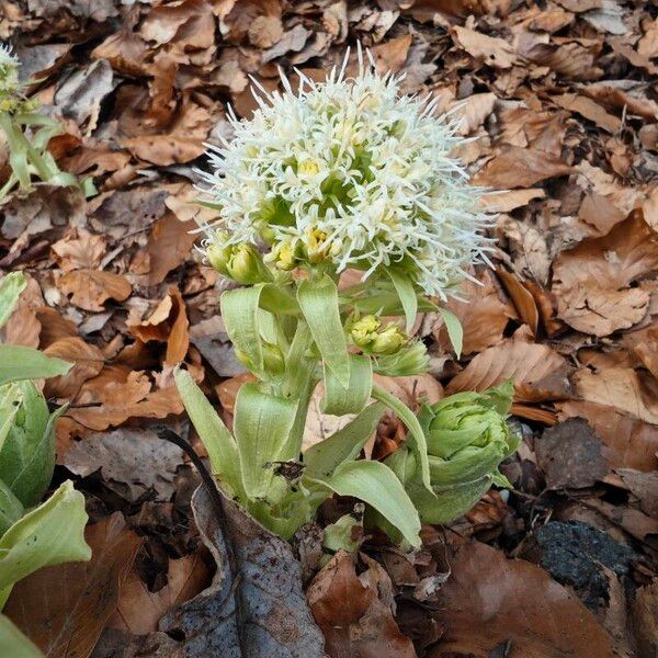 Petasites albus Λουλούδι