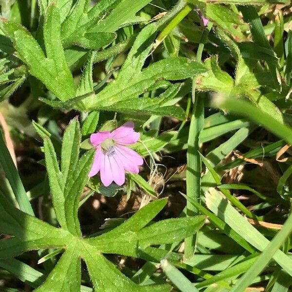 Geranium dissectum 花