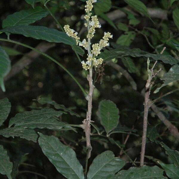 Lepisanthes tetraphylla Flower