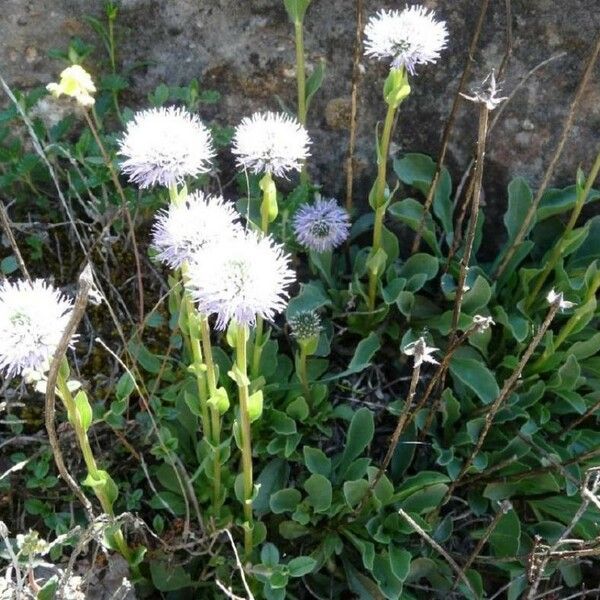 Globularia bisnagarica Folha