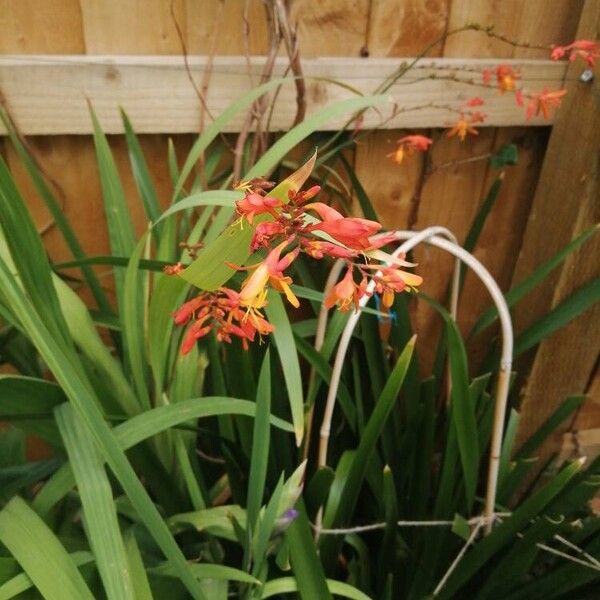 Crocosmia aurea Kvet