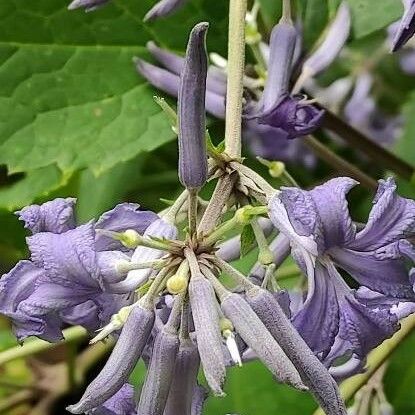 Clematis heracleifolia Lorea