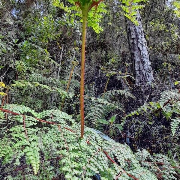 Odontosoria aculeata (Thicket creepingfern)