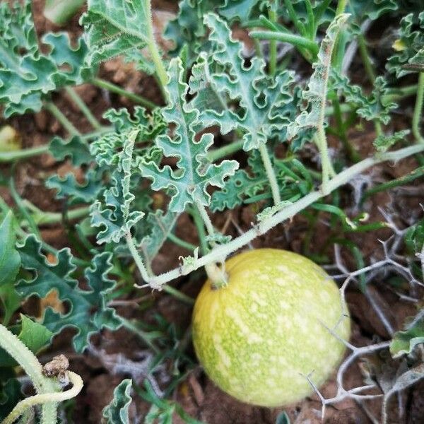 Citrullus colocynthis Meyve