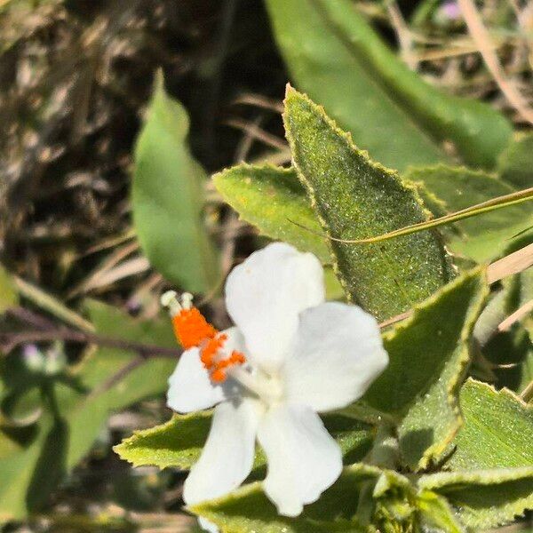 Hibiscus flavifolius Flower