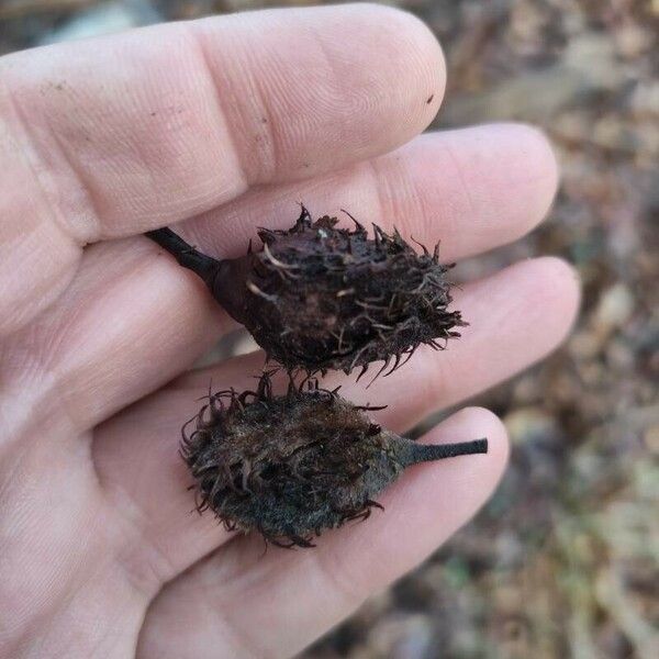 Fagus sylvatica Fruit