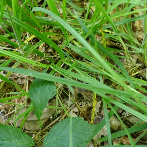 Carex laevigata Leaf