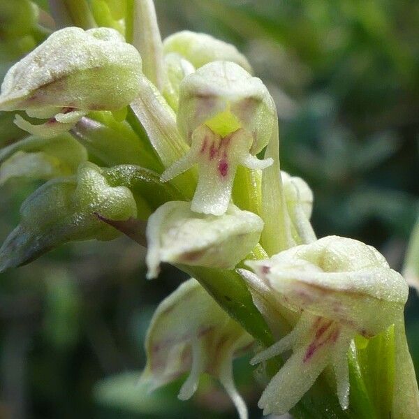 Neotinea maculata Blomst