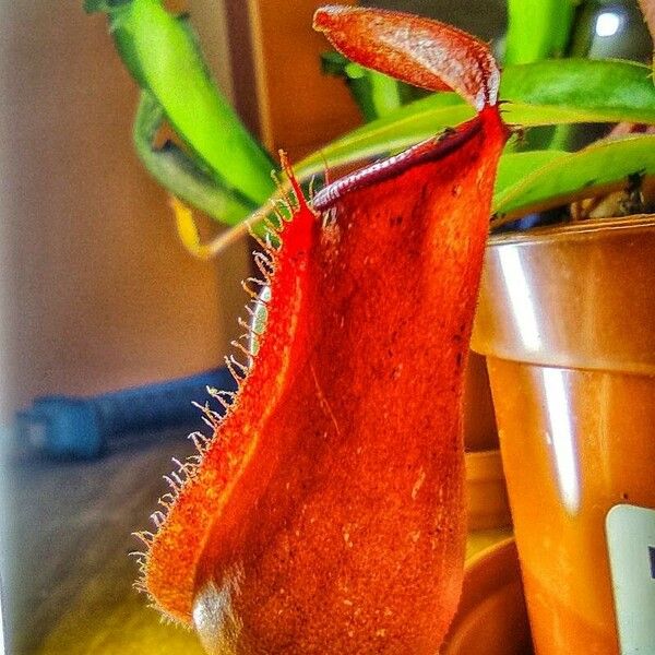 Nepenthes alata 其他