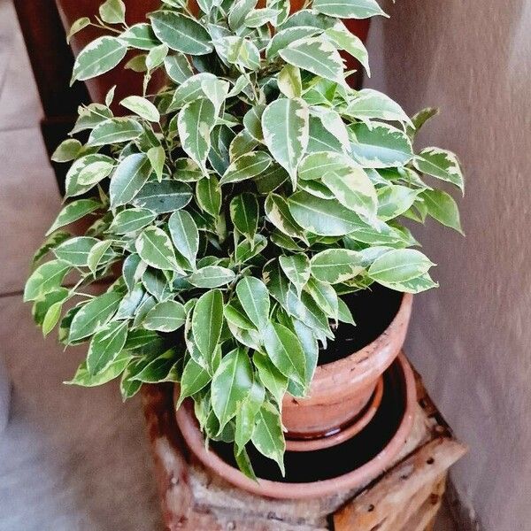 Ficus microcarpa برگ