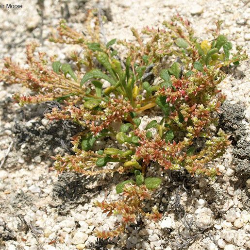 Calyptridium monandrum ശീലം