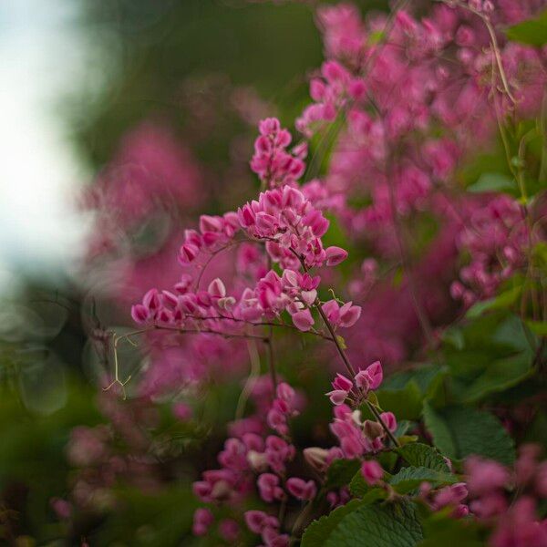 Antigonon leptopus फूल