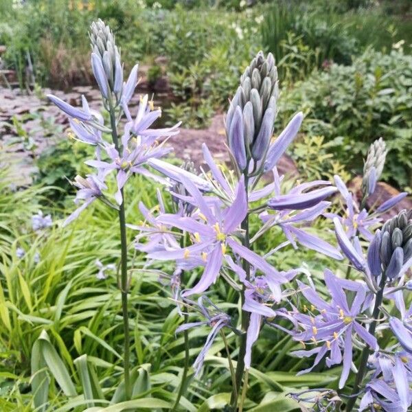 Camassia quamash Blomma