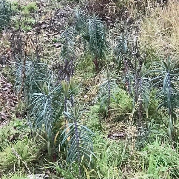 Euphorbia lathyris পাতা