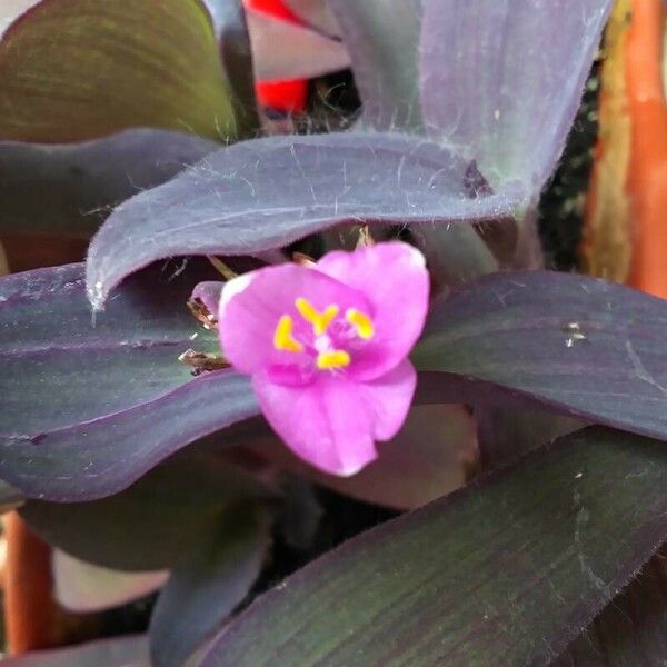 Tradescantia pallida Kukka