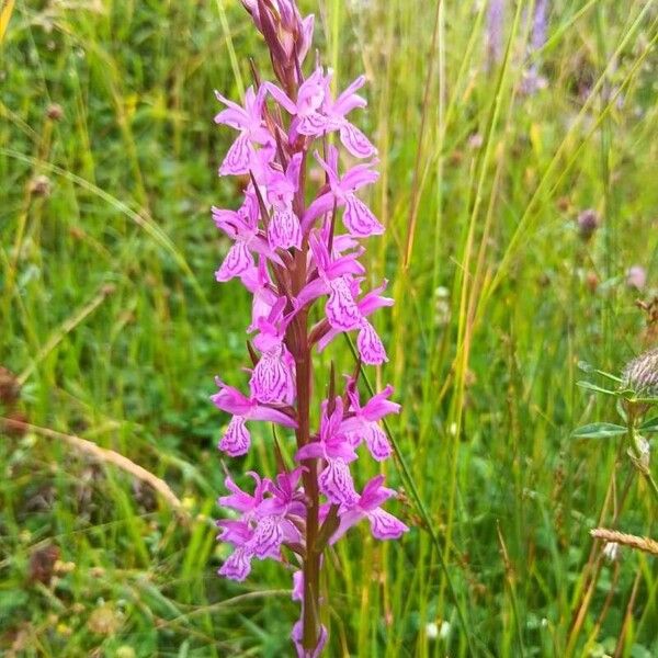 Dactylorhiza elata Fiore