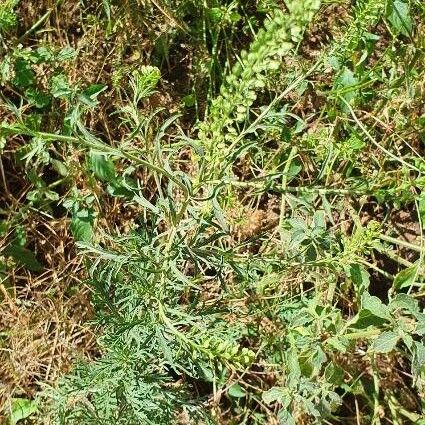 Lepidium bonariense Lapas