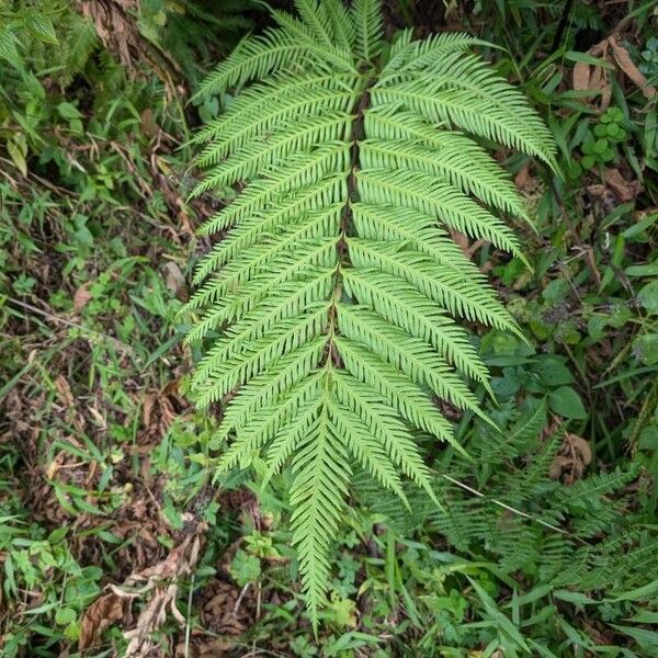 Pteris dentata Blad