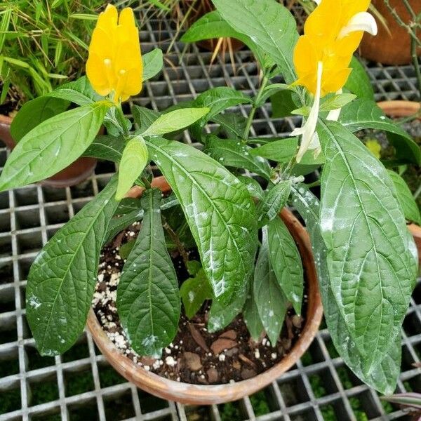 Pachystachys lutea Hábito